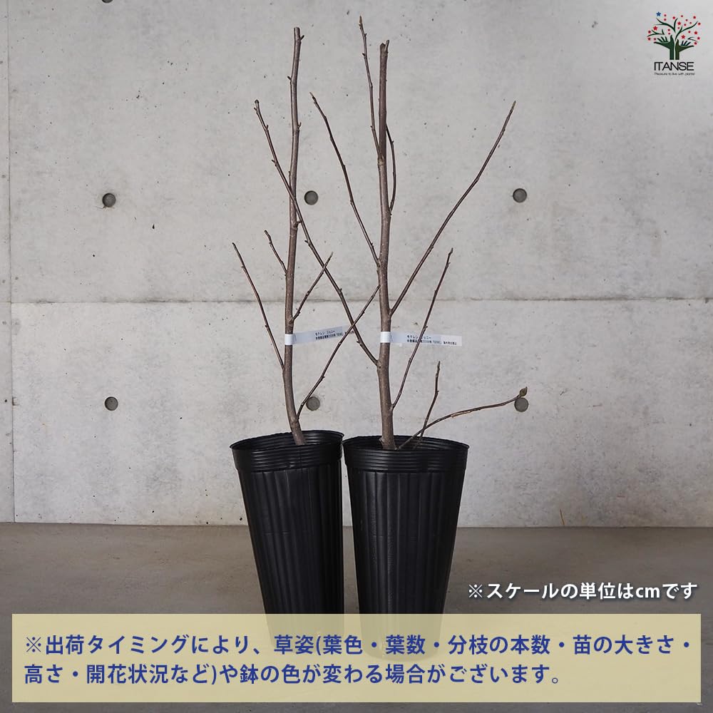 Amazon.co.jp: ITANSE ハイブリッドモクレン ジェニー 接木苗 4